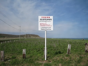 大津海岸長節湖畔野生植物群落