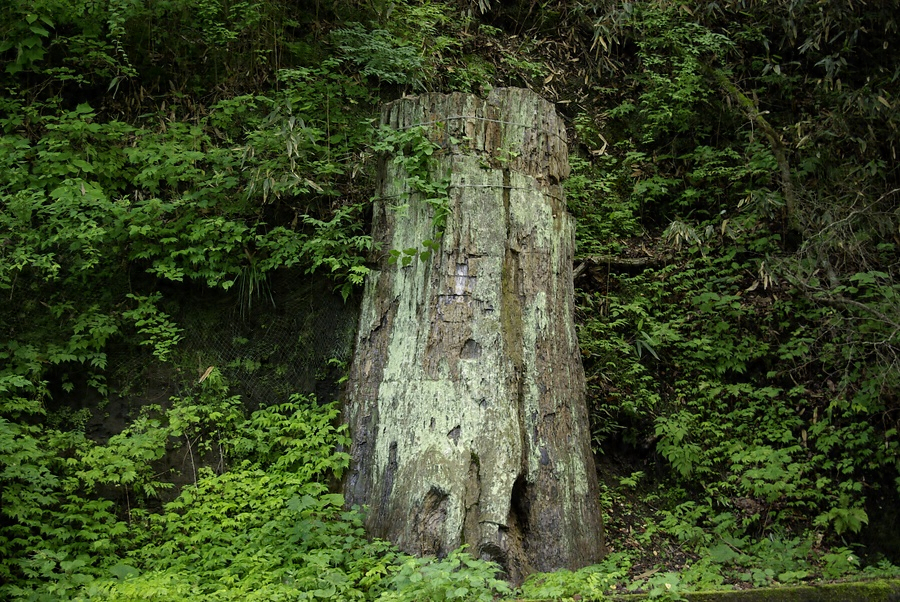 根反の大珪化木 文化遺産オンライン