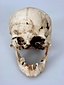 蜆塚遺跡出土抜歯のある頭の骨（女性骨）