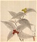 八歳帖