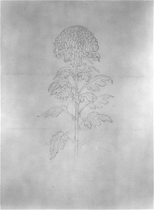 Sketch of a Chrysanthemum
