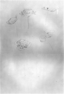 Sketch of Poppies