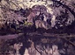 池畔の桜