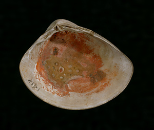 Shell with Red Pigment