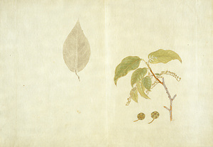 Lyonia ovalifolia var. elliptica