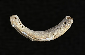 Boar-Tusk Pendant
