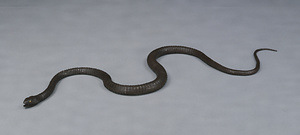 Articulated Snake
