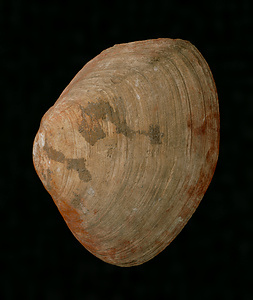 Shell with Red Pigment