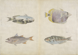 Fishes of Ryukyu
