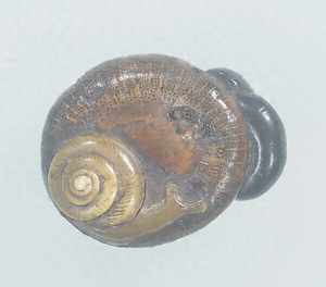Toggle ("Netsuke") in the Shape of a Snail on a Mushroom