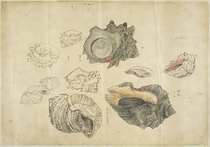 Rapana venosa and other related shell fishes