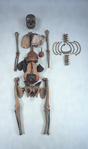 Anatomical Model of Human Body