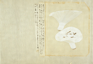 White Momitake mushroom