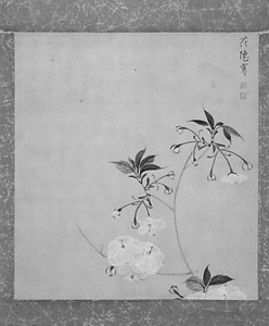桜花図