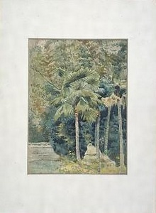 棕櫚