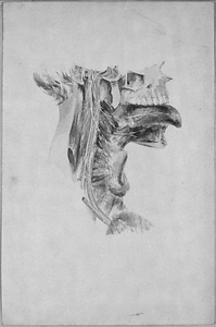 解剖図（咽喉）