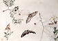 賀来飛霞動植物写生図　ねむの木に蛾・カマキリ・バッタ図