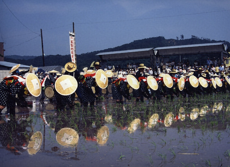 壬生の花田植 みぶのはなたうえ