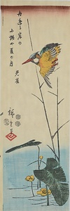 ASHI-NI-KOUHONE-NI-KAWASEMI Reeds,Nuphars and a Kingfisher