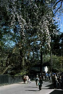 角館町角館（武家町　秋田） かくのだてまち　かくのだて（ぶけまち　あきた）