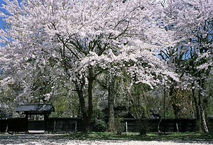 角館町角館（武家町　秋田） かくのだてまち　かくのだて（ぶけまち　あきた）