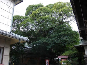 宇津神社のホルトノキ