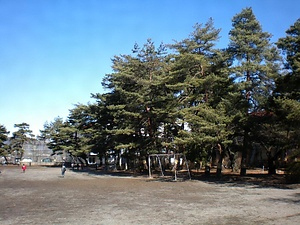 波田小学校のアカマツ林