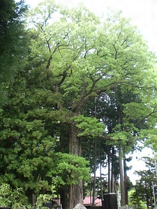 波多神社のコナラ