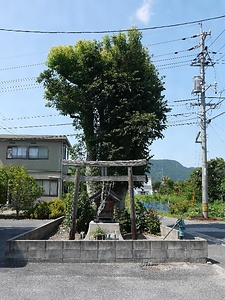 外江町の才の木