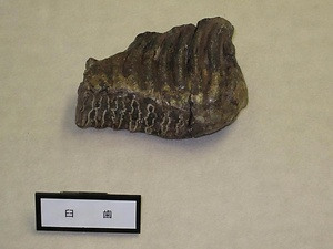 ナウマン象化石