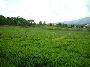 蛭ヶ野高層湿原植物群落