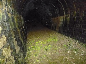 旧狩勝線新内トンネルのヒカリゴケ