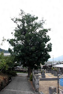 安生寺のナギの木