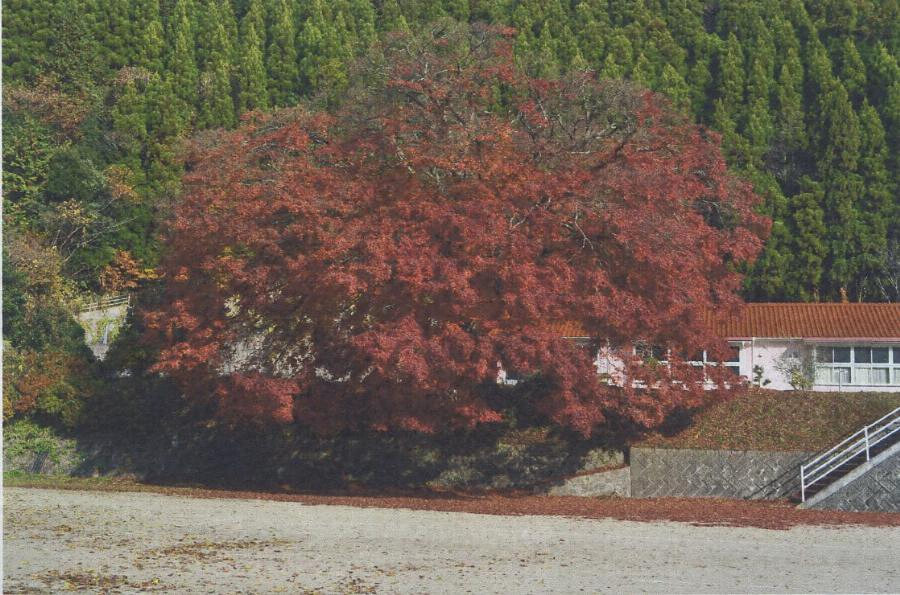 学舎のイロハモミジ 文化遺産オンライン