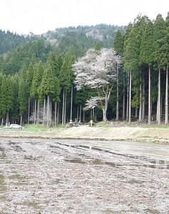 月ヶ瀬の麻蒔き桜