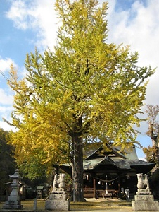 賀羅加波神社のイチョウ