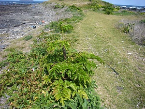 五島八朔鼻の海岸植物 ごとうはっさくばなのかいがんしょくぶつ