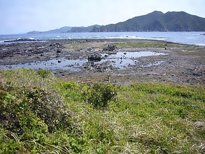 五島八朔鼻の海岸植物 ごとうはっさくばなのかいがんしょくぶつ