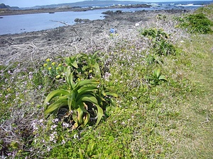 五島八朔鼻の海岸植物 ごとうはっさくばなのかいがんしょくぶつ