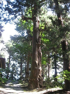 真清田神社の杉
