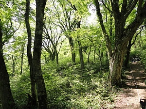 多祢山のイヌシデ巨木林