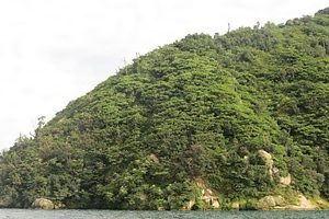 竹生島のタブノキ林