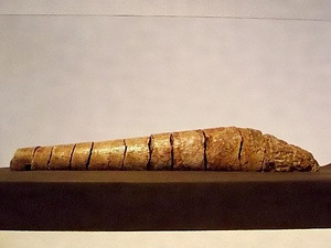 大型鰭脚類の陰茎骨化石