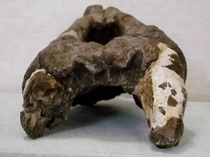 アロデスムス頭骨の化石