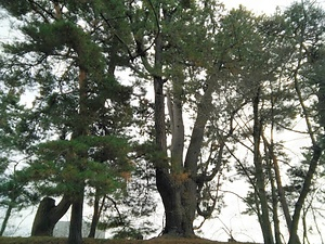 弘前公園のアイグロマツ