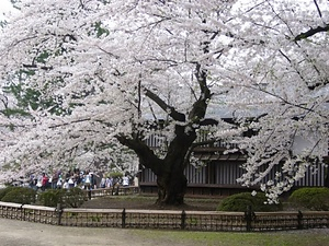 弘前公園最長寿のソメイヨシノ