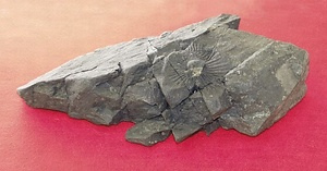 徳永のアンモナイト化石