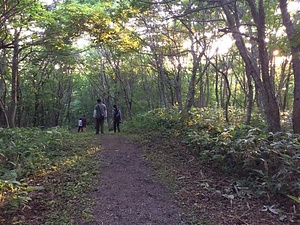 折爪岳のヒメボタル生息地 おりつめだけのひめぼたるせいそくち