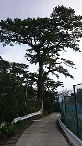 東京都利島村指定文化財　指定保存樹木　　クロマツ　別名　オマツ