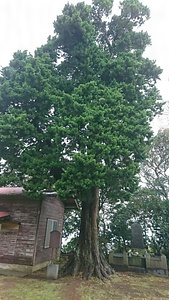 東京都利島村指定文化財　指定保存樹木　イブキ　別名　ビャクシン・イブキビャクシン